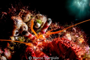 Hermit Crab double exposure in camera by Marco Gargiulo 